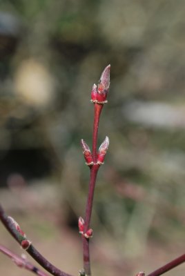 Acer palmatum 'Atropurpureum' - javor dlanitolistý - pupeny